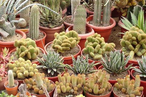 Cactus Garden Sailana